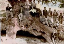 אלון ורדן ממיקוניאן