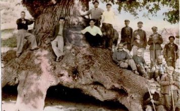 אלון ורדן ממיקוניאן